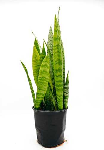 Snake Plant in Grower Pot