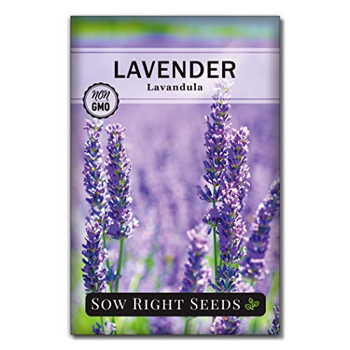 Sow Right Seeds - Lavender Seeds for Planting