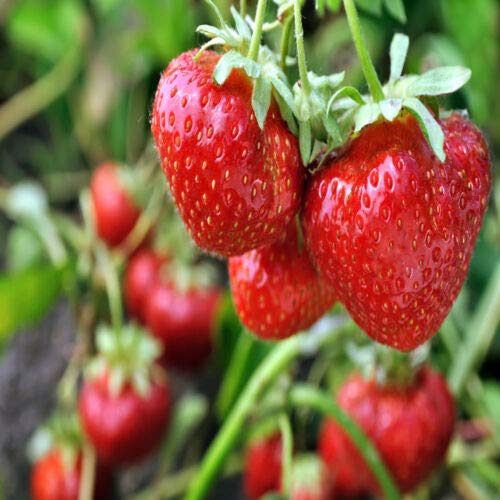 Sparkle June Bearing 10 Live Strawberry Plants