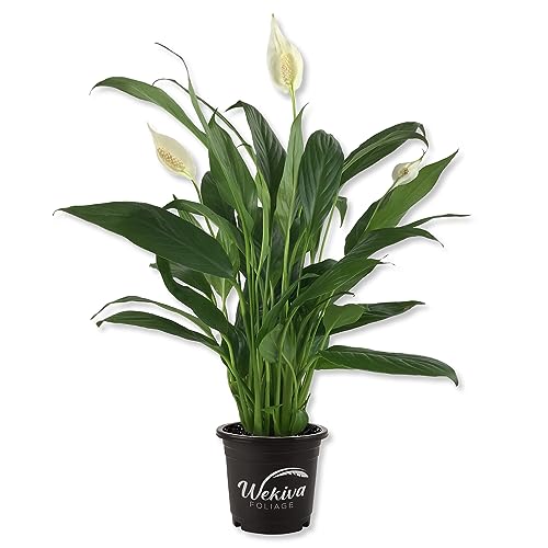 Spathiphyllum Peace Lily Starter Plant