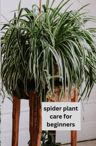 Spider Plant Care For Beginners