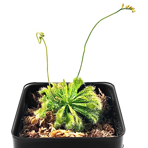 Spoon-leaved Sundew Plant - Carnivorous, 2” Diameter