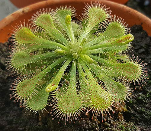 Spoonleaf Carnivorous Sundew Plant