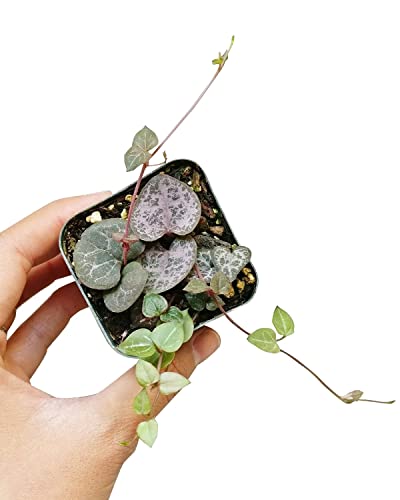 String of Heart Ceropegia Woodii