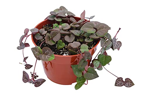 String of Hearts Succulent Plants - Home Decor and Gift