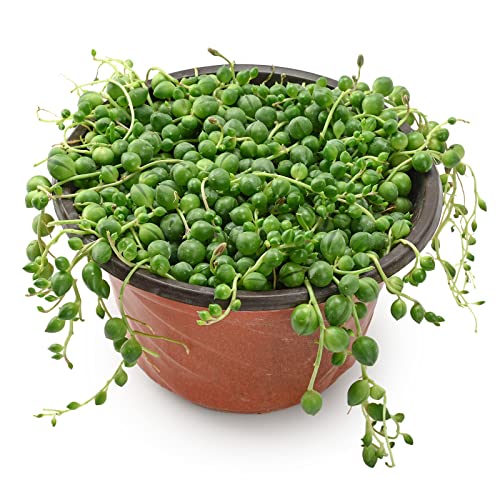 String of Pearls Live Trailing Succulent
