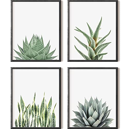 Succulent Cactus Wall Art Prints