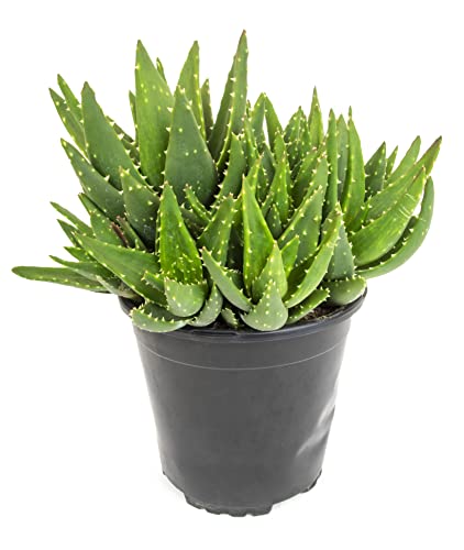 Succulent Plants Live Indoor Plants: Aloe Nobilis Houseplants