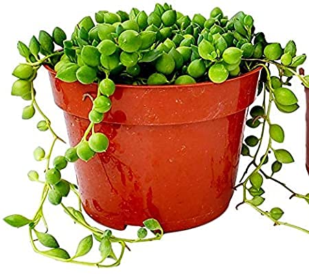 Succulent String of Pearls - Rare Trailing Plant