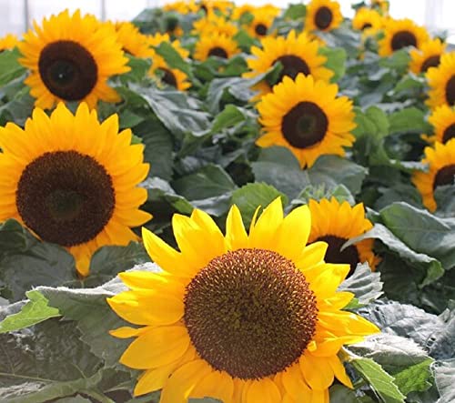 Sunspot Sunflower Seeds for Planting