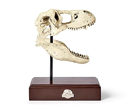 T-Rex Skull Resin Replica