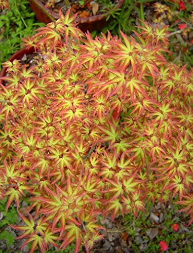 Tatoo Dwarf Japanese Maple 1 - Year Live Plant