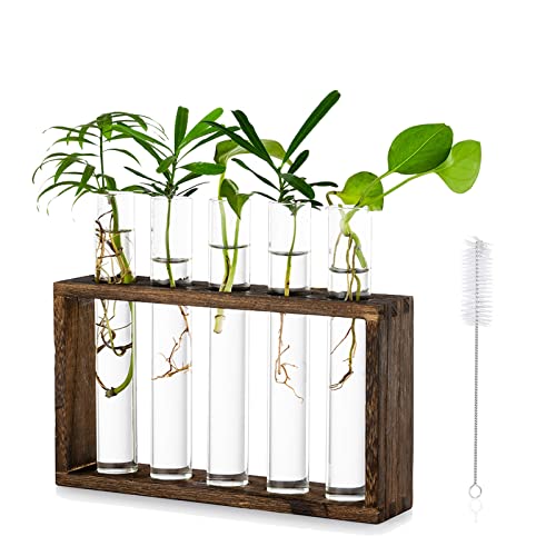 Test Tube Propagation Station for Indoor Plants