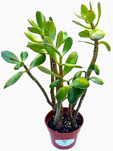 The Waterspout | Crassula Ovata Extra Large 12" Tall Green Jade Plant