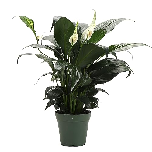 Thorsen's Greenhouse Live Peace Lily Plant