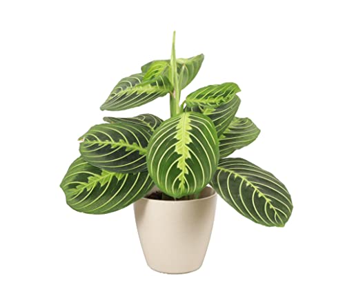 Thorsen's Greenhouse Prayer Plant