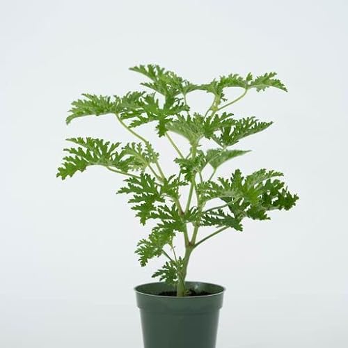 Thriving Large Citronella Plant in 4” Nursery Pot