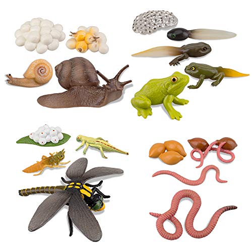 Toymany Life Cycle of Frog Snail Earthworm Dragonfly Figurines Toy Kit
