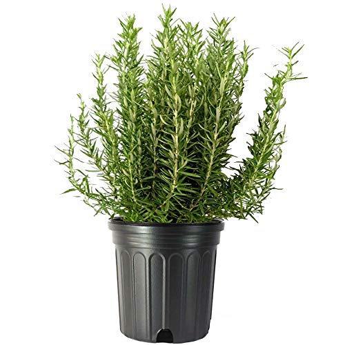 Tuscan Blue Rosemary Live Plant