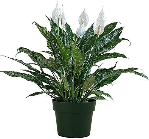 Variegated Peace Lily Plant with Fragrant White Flowers