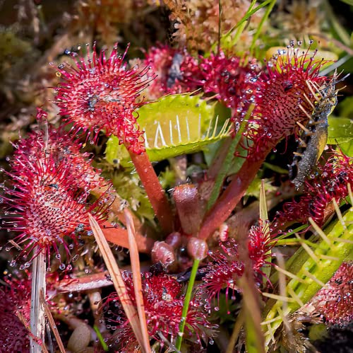 Venus Flytrap Sundew Combo Live Plants