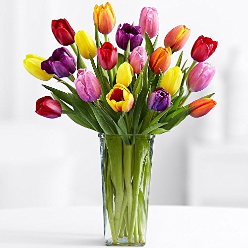 Vibrant Fresh Tulips with Free Vase