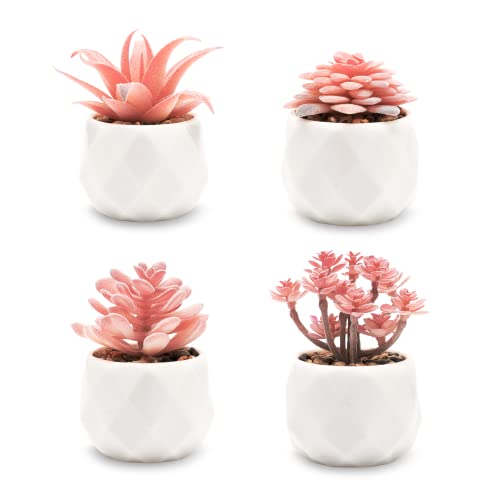 VIVERIE Mini Succulents Plants