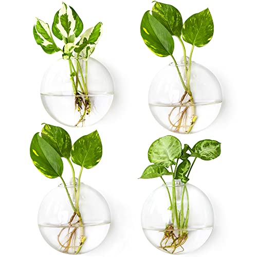 Wall Mounted Plant Terrariums
