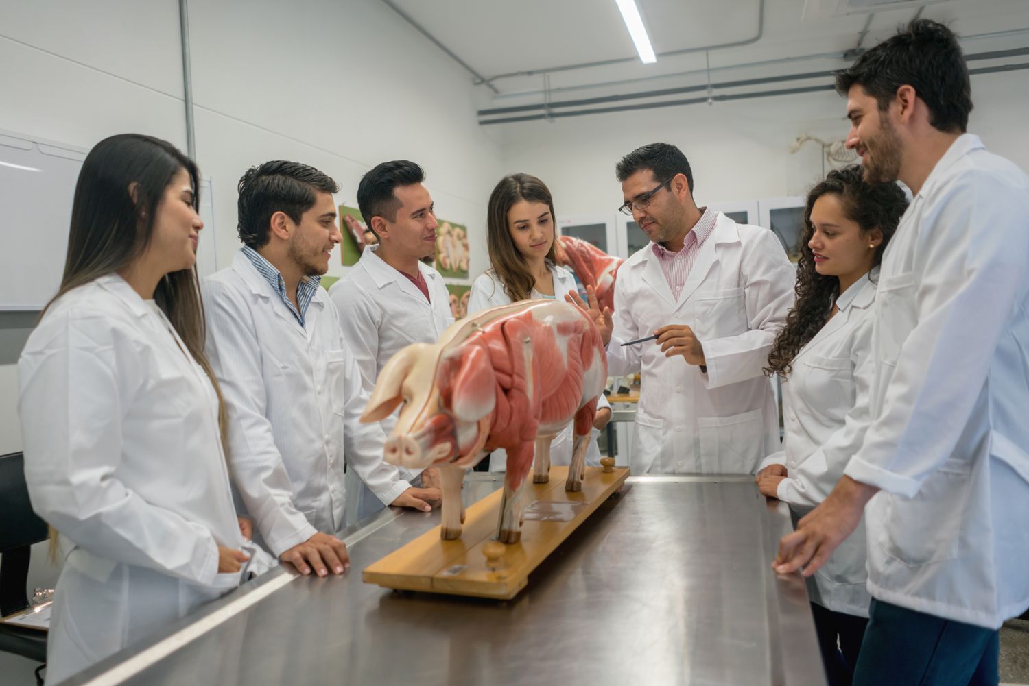 What Are The Educational Requirements To Become A Veterinarian