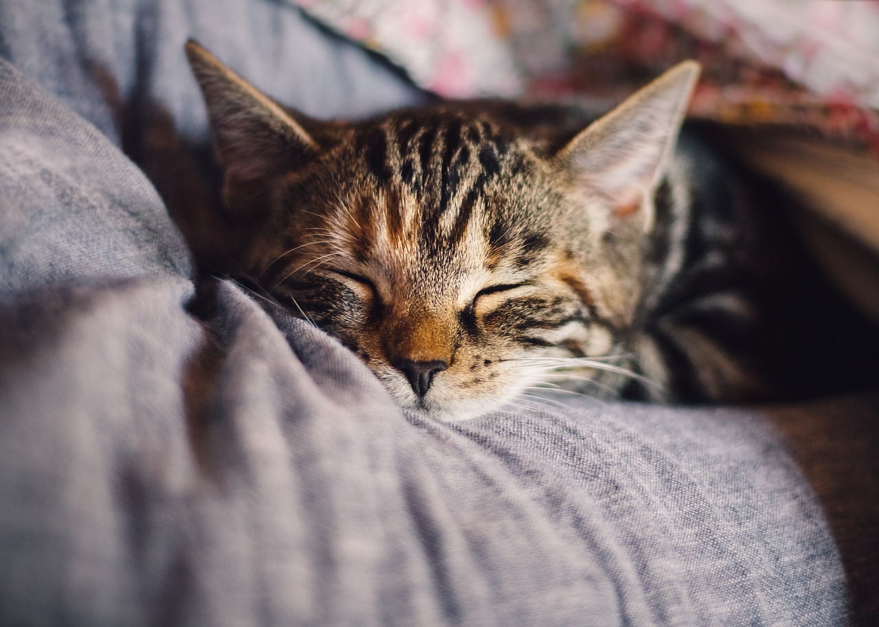 What Sofa Material Is Best For Cats