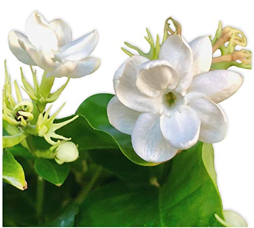 White Jasmine Sambac Plant