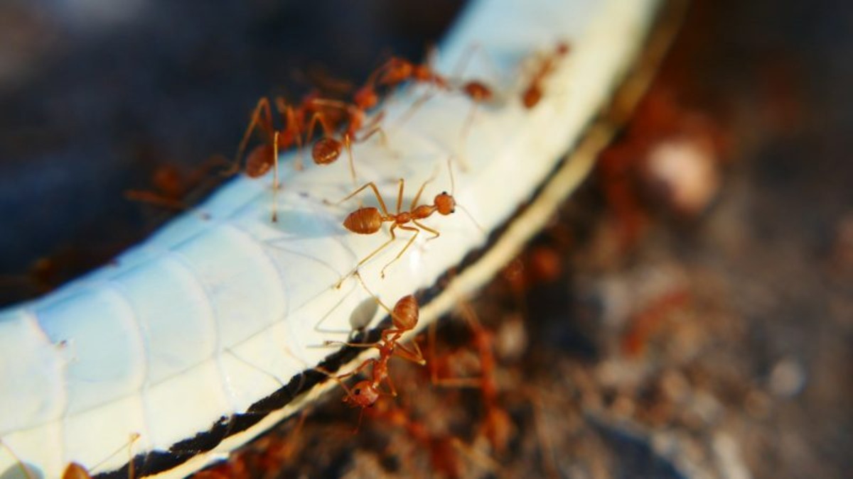Why Are Crazy Ants Attracted To Electronics
