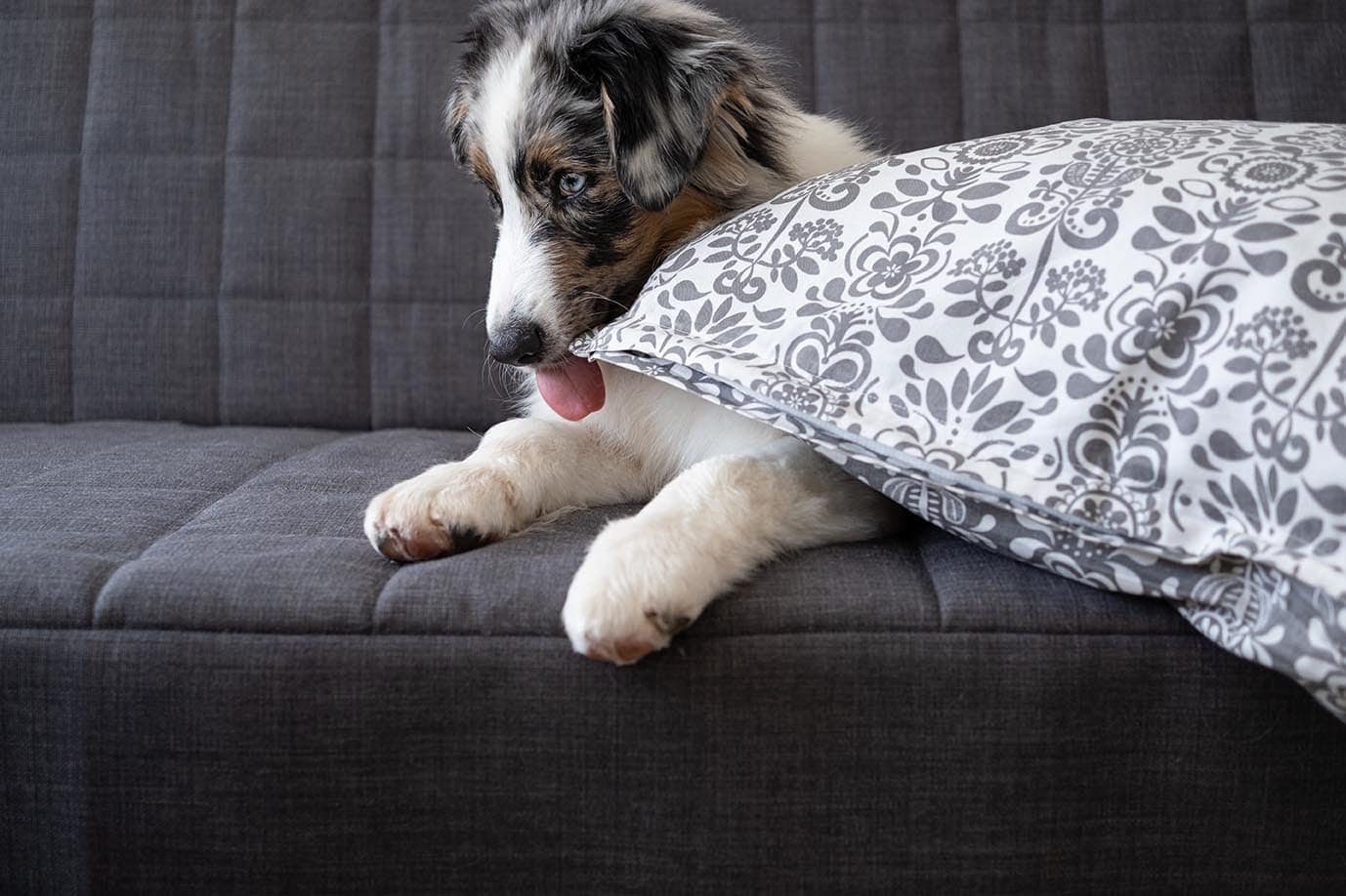 Why Do Dogs Lick The Sofa