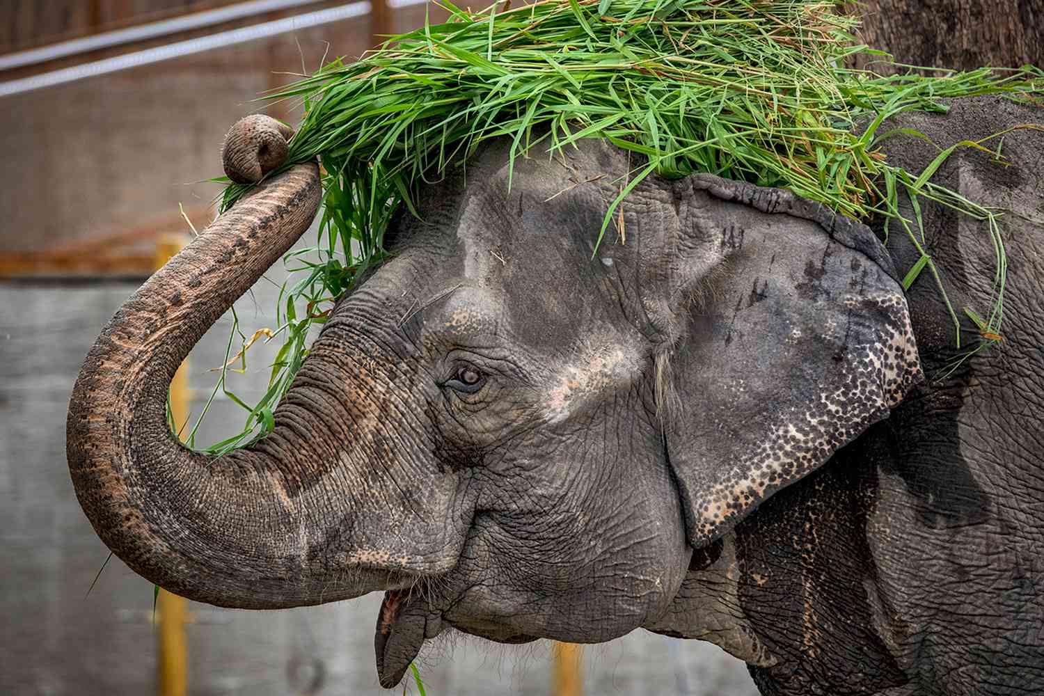 ‘World’s Saddest Elephant’ Mali Dies After Decades Of Confinement At Manila Zoo