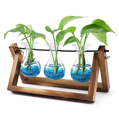 XCC Plant Propagation Station - Perfect Home and Office Decor