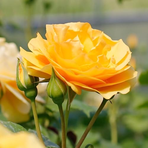 Yellow Rose Bushes for Vibrant Outdoor Beauty