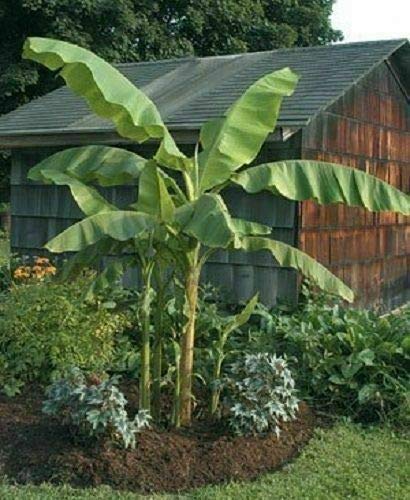 Yunakesa Musa - 'Basjoo' Banana Tree
