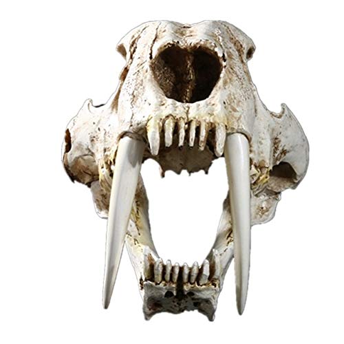ZAMTAC Toothed Tiger Animal Skull Replica Head 1:1 Saber Figurine Resin Art&Craft Home Hallowmas Decorations R110 - (Color: White)
