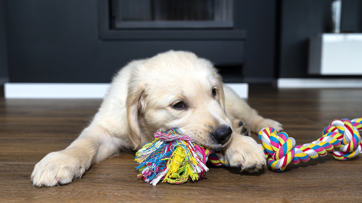 10 Amazing Dog Teeth Cleaning Toys for 2024