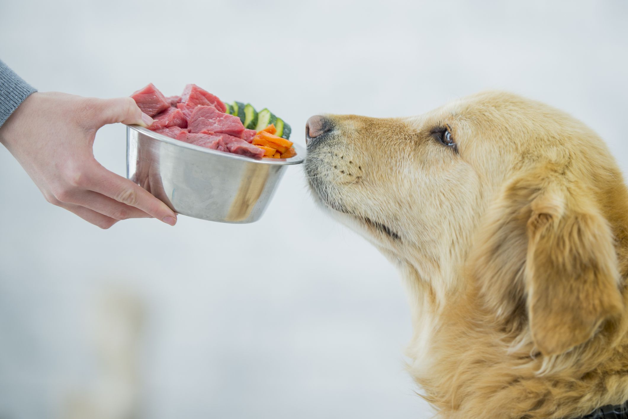 10 Amazing Pet Food Bowl for 2024