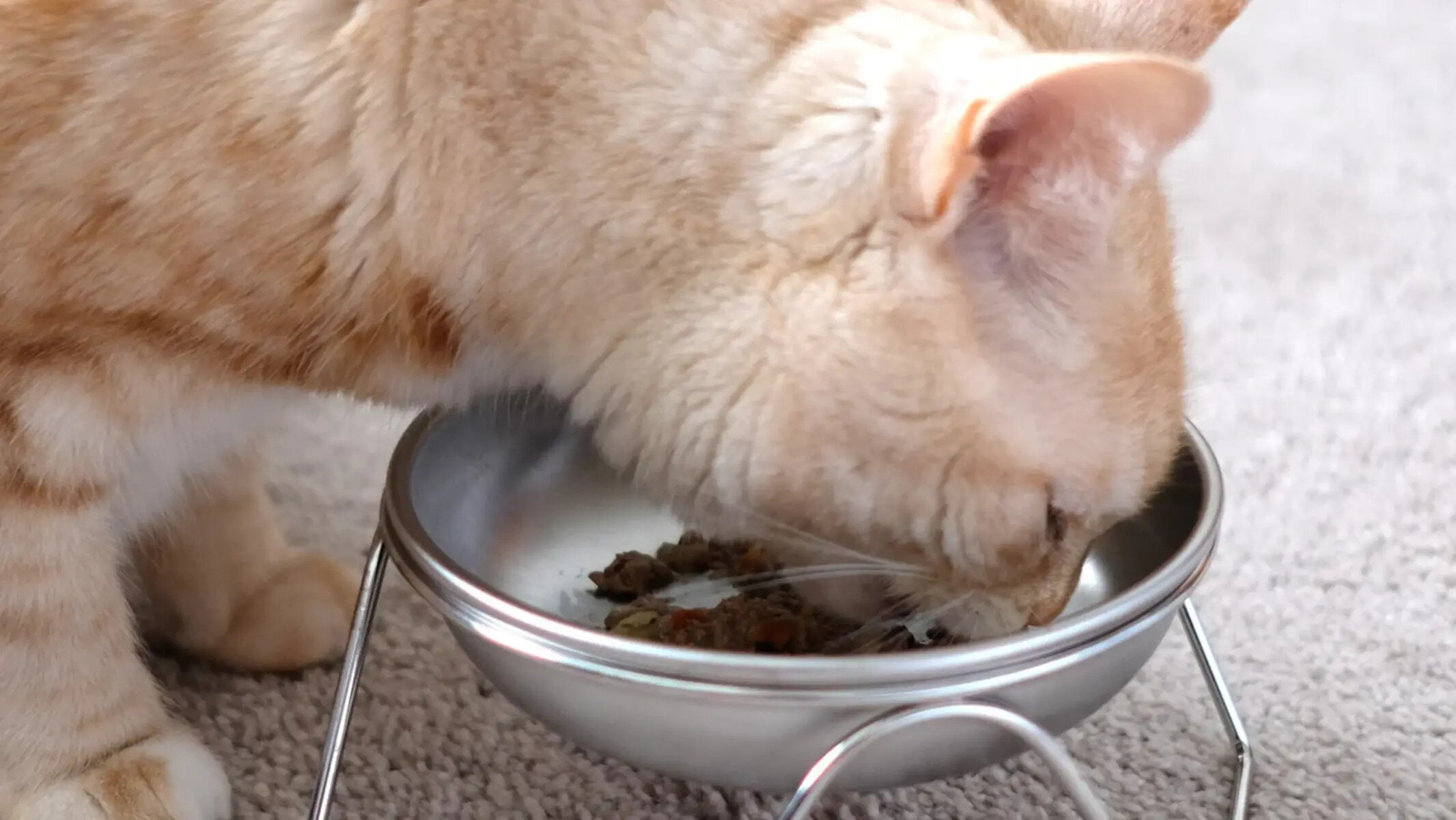 CEEFU 2 Extra Wide Raised Cat Food Bowl, Elevated Anti-Vomiting Cat Feeder  Whisker Stress-Free Dog Two Bowls Ceramic Cat Feeding Bowls White