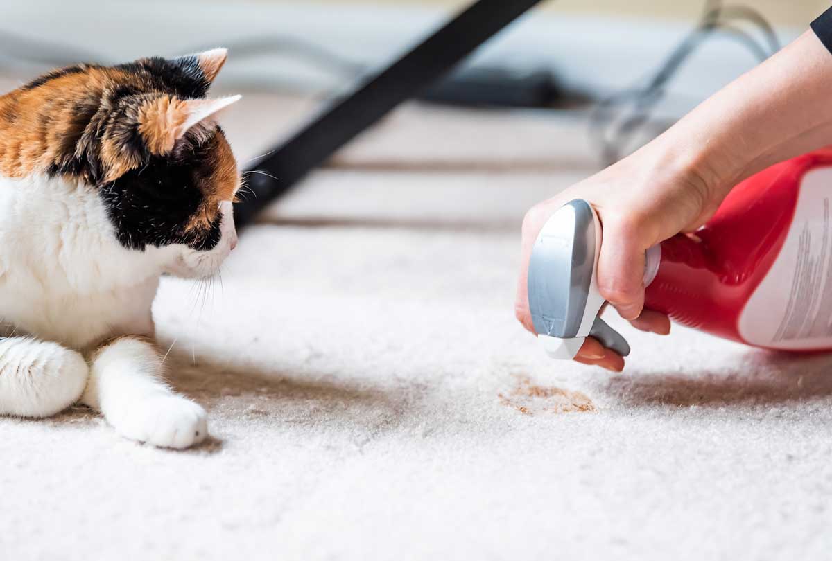 10 Best Cat Deodorizer Spray for 2024