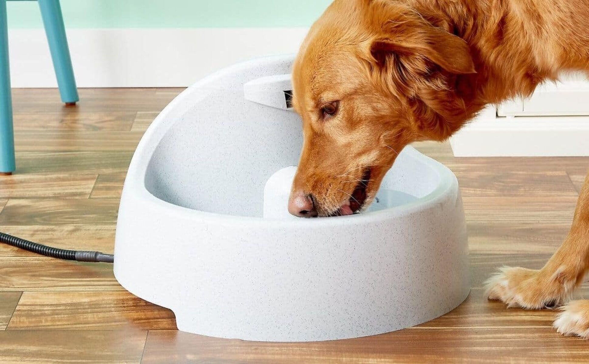 10 Incredible Large Dog Water Bowl for 2024