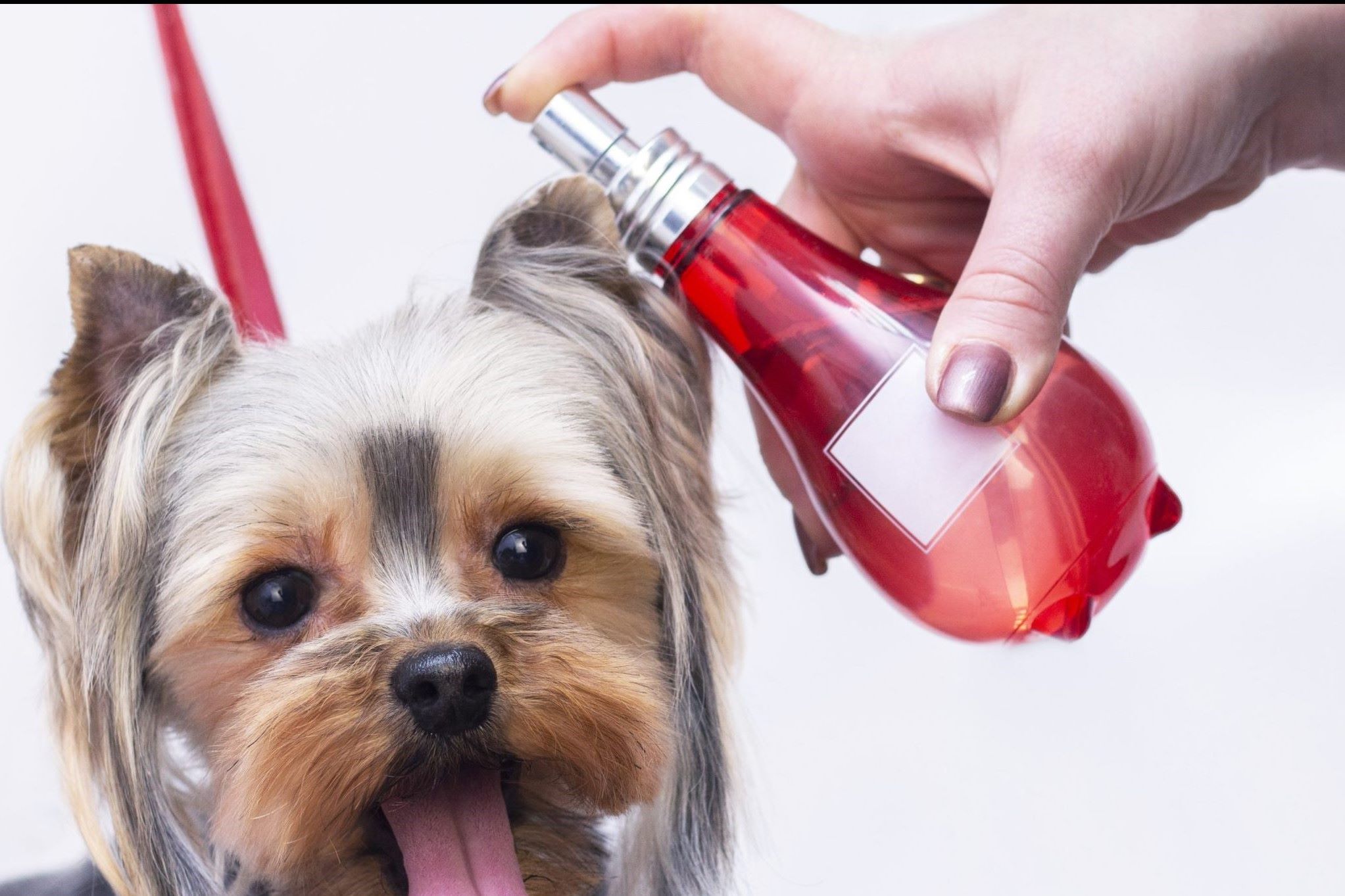 10 Superior Puppy Spray Deodorizer for 2024