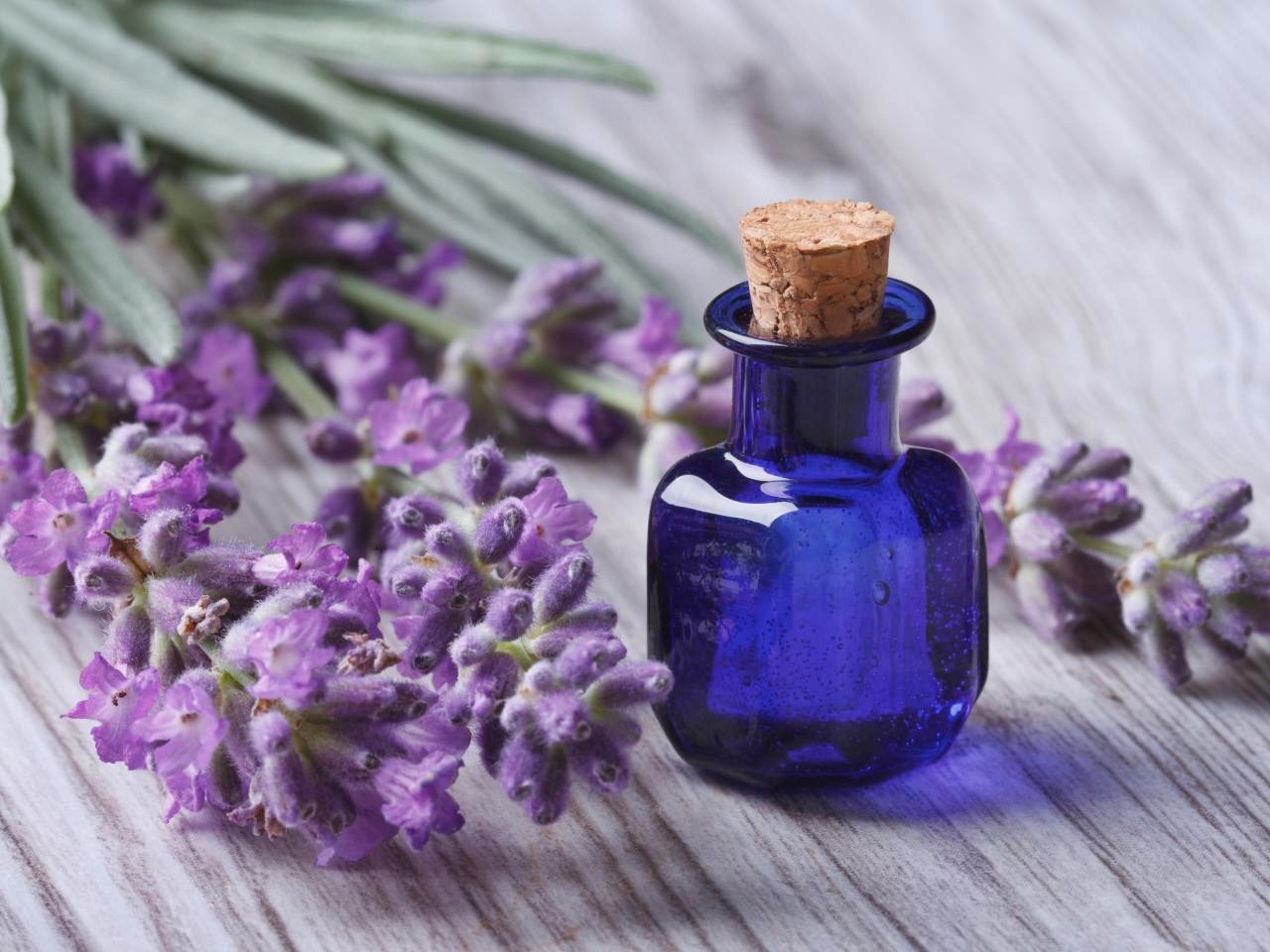 11-amazing-lavender-essential-oil-for-diffuser-for-2023