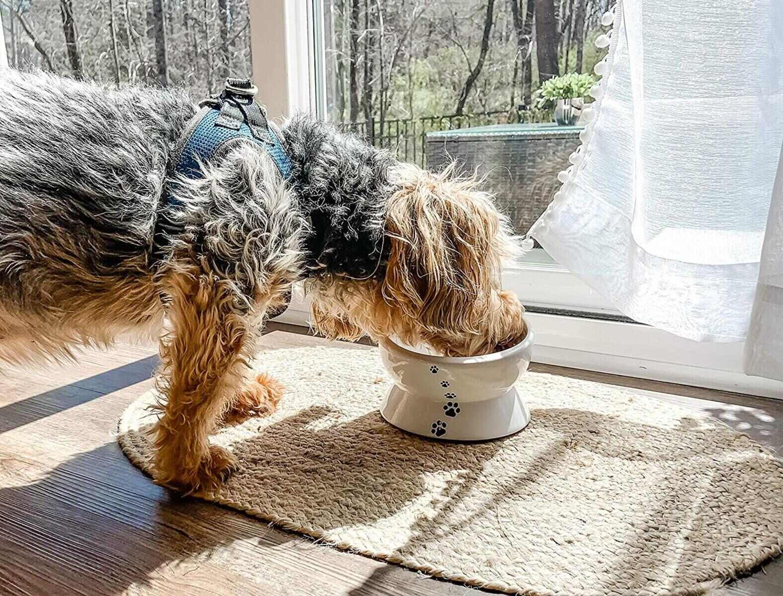 11-best-small-dog-bowl-for-2023