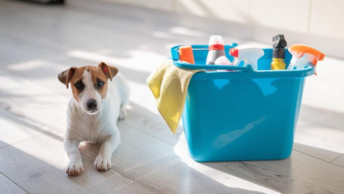 11 Superior Dog Cleaning Supplies for 2024