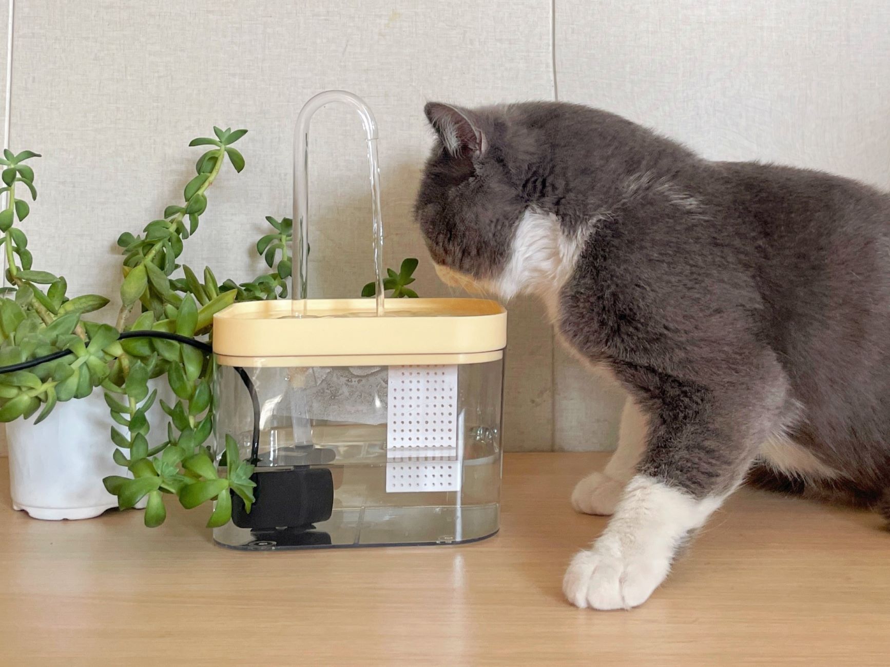 12 Amazing Cat Water Filter for 2024