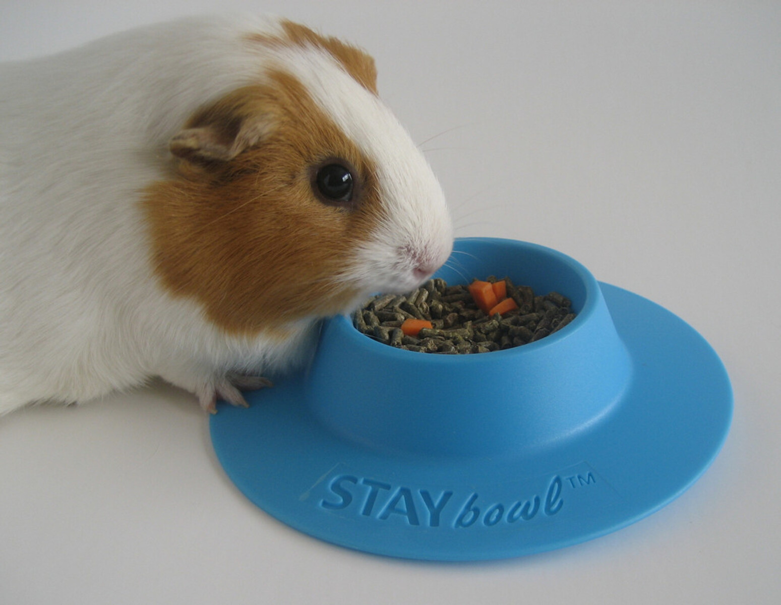 15 Amazing Guinea Pig Food Bowl for 2024