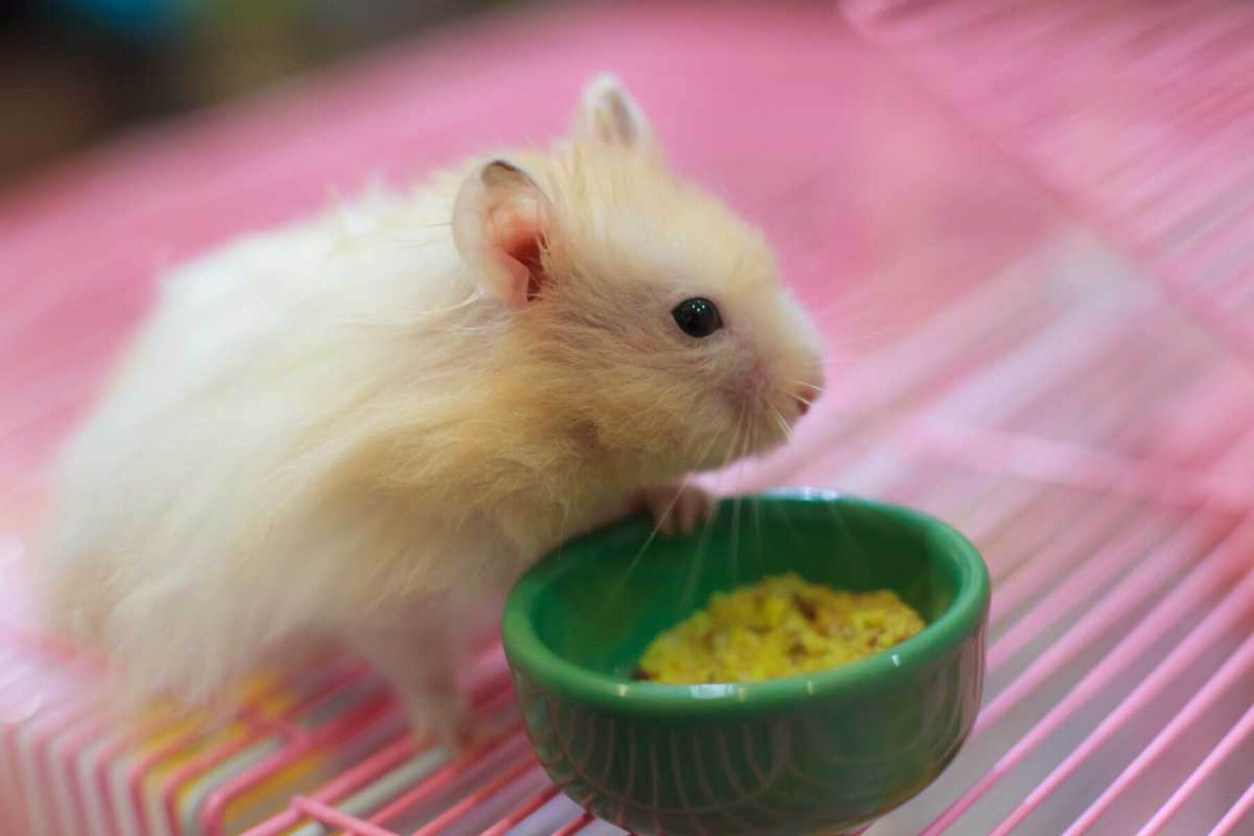 15-amazing-hamster-food-bowl-for-2023